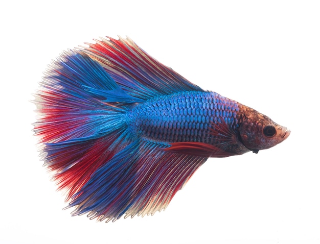 Premium Photo | Halfmoon betta fish siamese fighting fish betta splendens