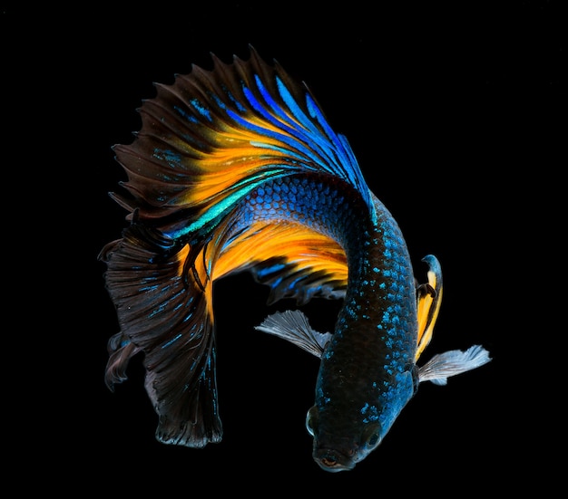 ハーフムーンベタ魚 サイアムと戦う魚 魚の動きをキャプチャする ベタスプレンデンス プレミアム写真