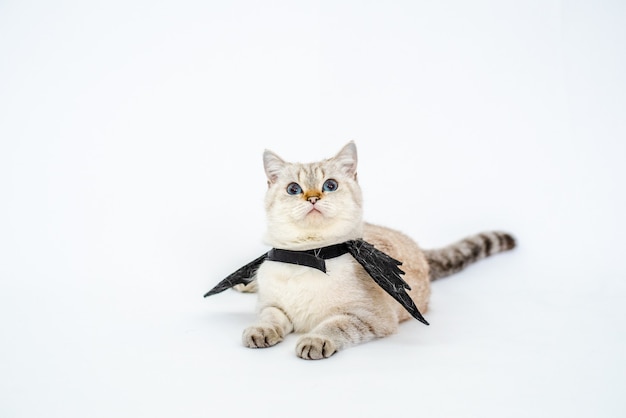 Premium Photo | Halloween catportrait kitty wear black bat wing ...