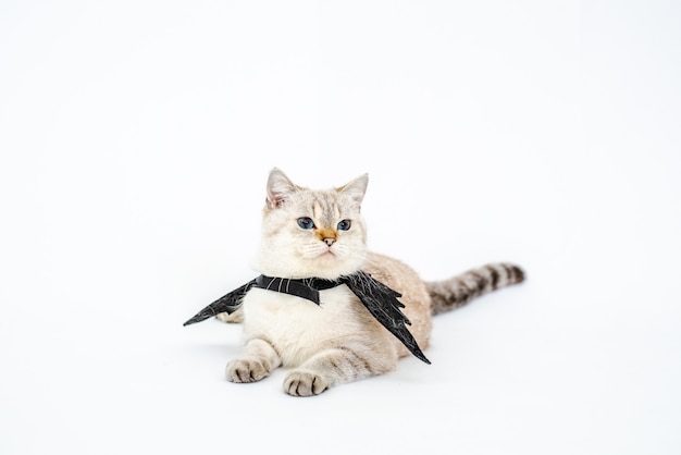 Premium Photo | Halloween catportrait kitty wear black bat wing ...