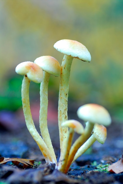 Premium Photo Hallucinogenic Mushrooms Of The Genus Psilocybe Sp