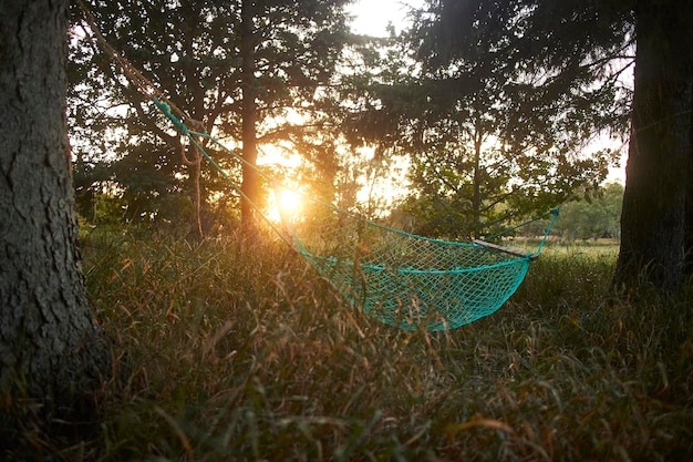 Premium Photo | Hammock in the forest in the sunset