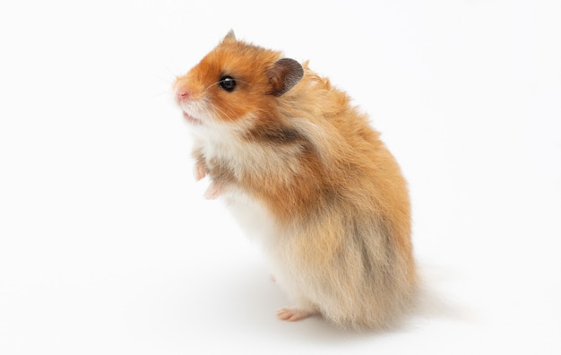 Premium Photo Hamster On A White Surface