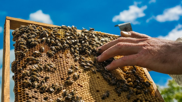 Premium Photo | Hand of beekeeper is working with bees and beehives on ...