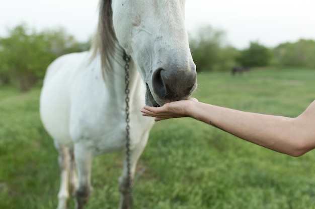 白い馬に手で餌をやる 馬の鼻のクローズアップ プレミアム写真