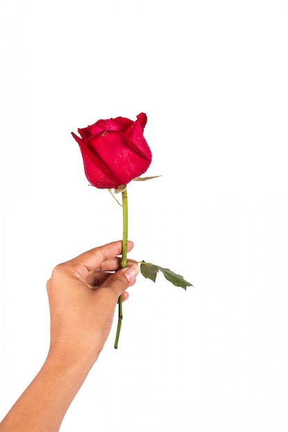 Premium Photo Hand Girl Hold Red Rose Flower