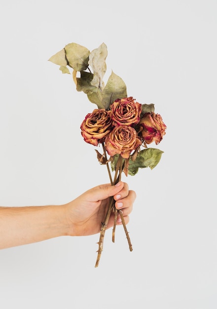 Free Photo Hand Holding A Bunch Of Dried Roses