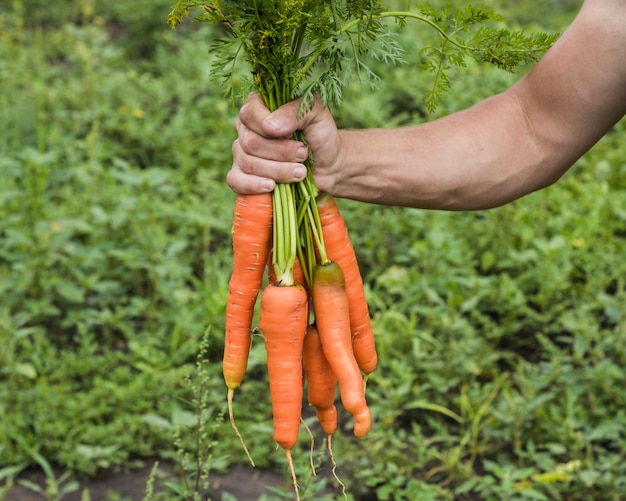 hand-holding-fresh-carrots-from-garden_23-2148253313.jpg