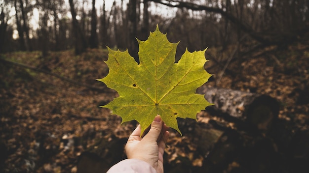 Free Photo | Hand holding a leaf