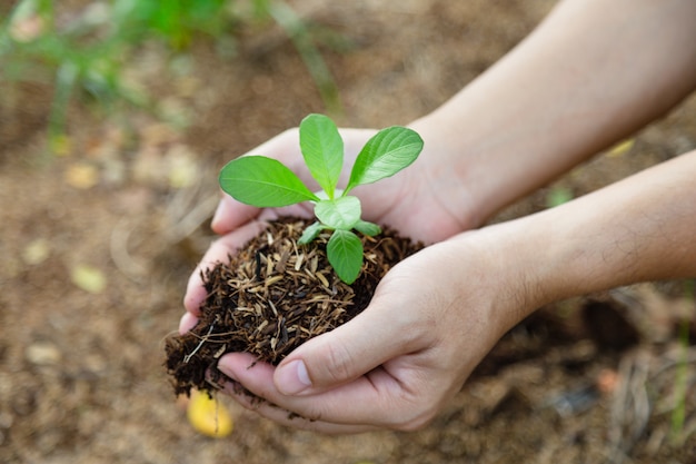 Premium Photo | Hand holding sprout for growing nature