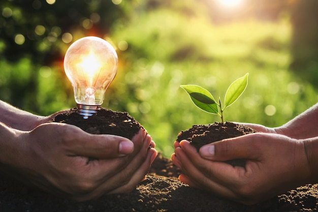 Premium Photo | Hand holding young plant and ligh bulb.