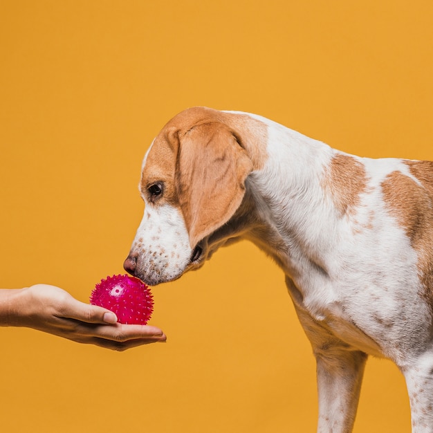 Free Photo | Hand offering a rubber ball to a dog