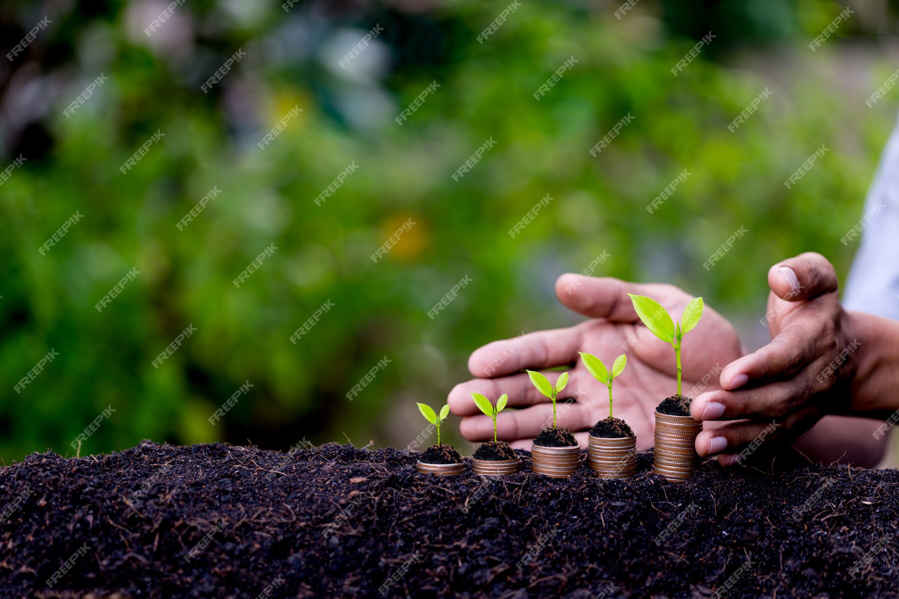 premium-photo-hand-protection-money-coins-like-growing-graph-plant