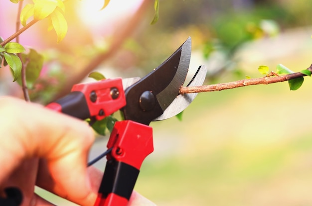 Premium Photo | Hand pruning tree and pruning shear in garden with ...