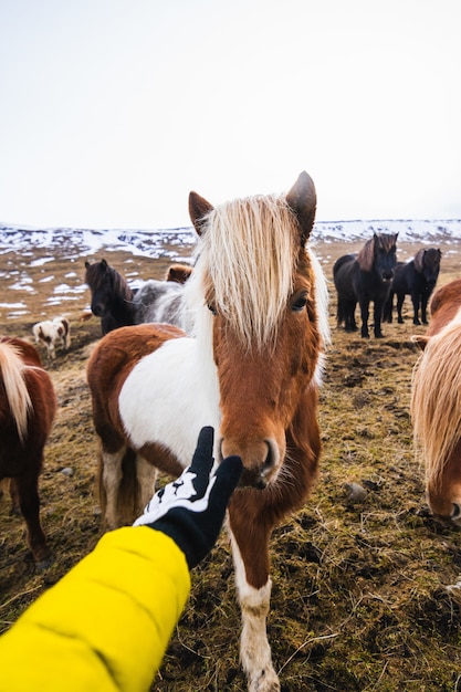 背景がぼやけている馬と緑に囲まれたシェットランドポニーに触れる手 無料の写真