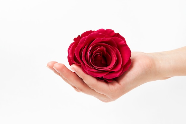 Premium Photo | Hand with pink rose on white background with copy space.