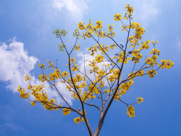 Premium Photo | Handroanthus chrysanthus with blue sky