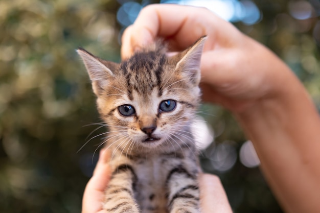 庭でかわいい子猫を持っている手 プレミアム写真