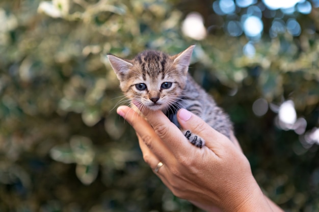 庭でかわいい子猫を持っている手 プレミアム写真