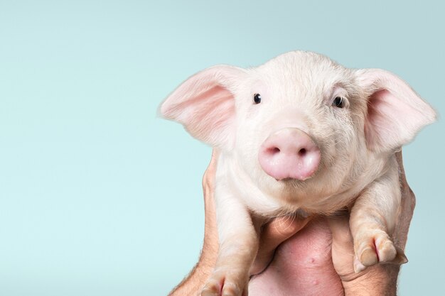 背景にかわいい子豚を持っている手 プレミアム写真