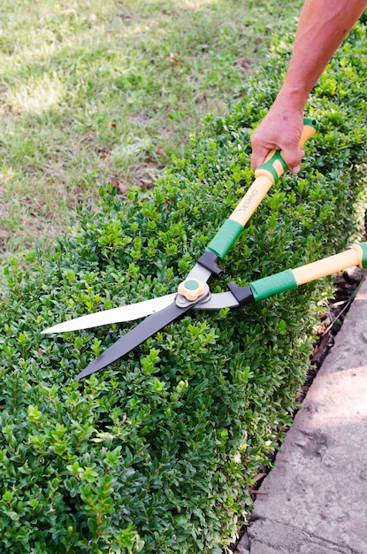 Premium Photo | Hands of man cuts branches from boxwood bush with ...