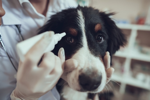 手袋の獣医の手は犬のための点眼薬を適用します プレミアム写真