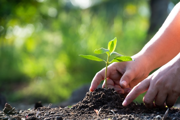 Premium Photo | Hands planting a tree.