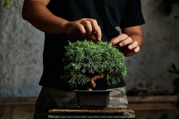 Premium Photo | Hands pruning a bonsai tree