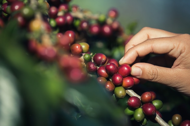 Hands that are picking coffee beans from the coffee tree Free Photo