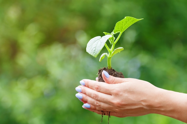 Premium Photo | Hands of a woman holding a sprout on of plants in blur