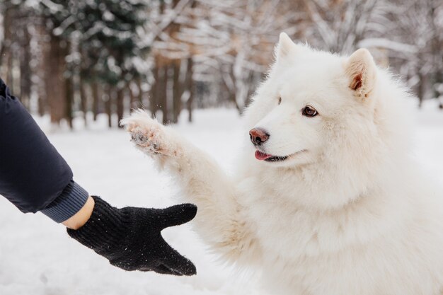 Premium Photo | Handshake with white dog. owner with pedigree dog in ...