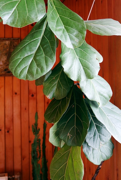 Растение С Крупными Листьями Фото