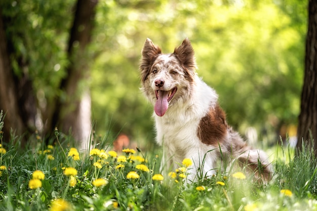 舌で幸せな茶色と白のボーダーコリー犬 プレミアム写真