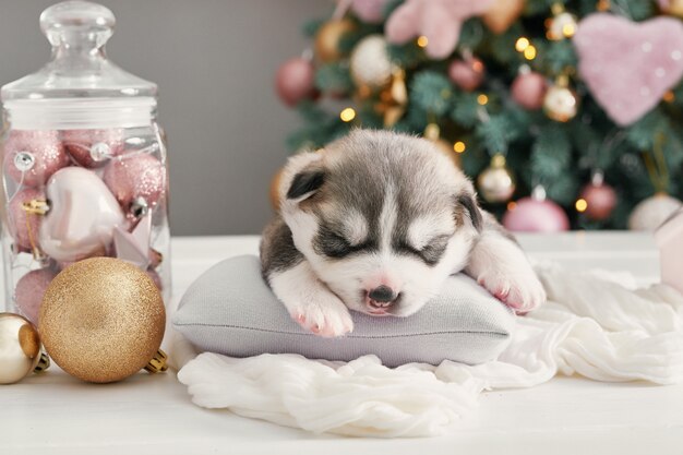 ハッピークリスマス犬 ハスキーの生まれたての子犬 シベリアンハスキーのクリスマスと新年の子犬 中国の星占いとカレンダーのテンプレートです プレミアム写真