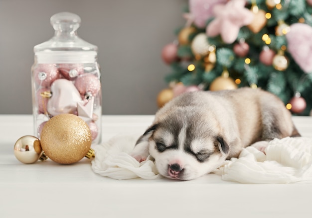 ハッピークリスマス犬 ハスキーの生まれたての子犬 シベリアンハスキーのクリスマスと新年の子犬 中国の星占いとカレンダーのテンプレートです プレミアム写真