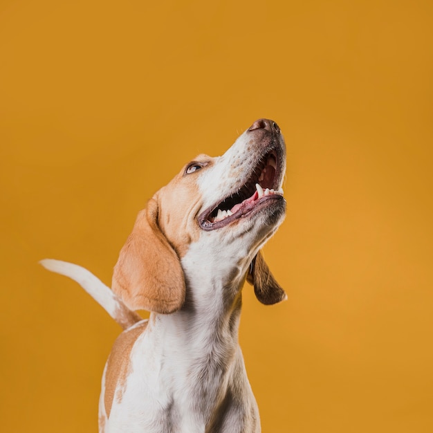 見上げる幸せなかわいい犬 無料の写真