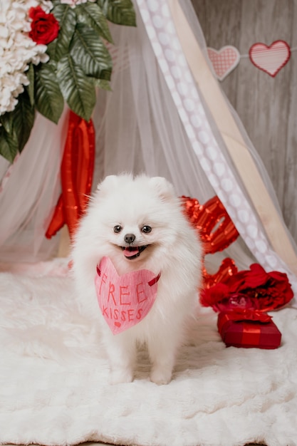 幸せなかわいいふわふわ白い犬 ポメラニアン と無料のキス紙の心 プレミアム写真