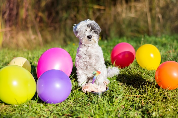彼の誕生日を祝うハッピー犬 無料の写真
