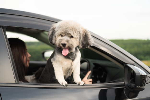 Happy dog is looking out of window of black car, smiling with tongue hanging out and drive Premium Photo