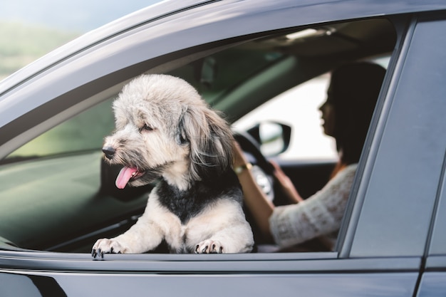 Happy dog is looking out of window of car, smiling with tongue hanging out and driver. Premium Photo