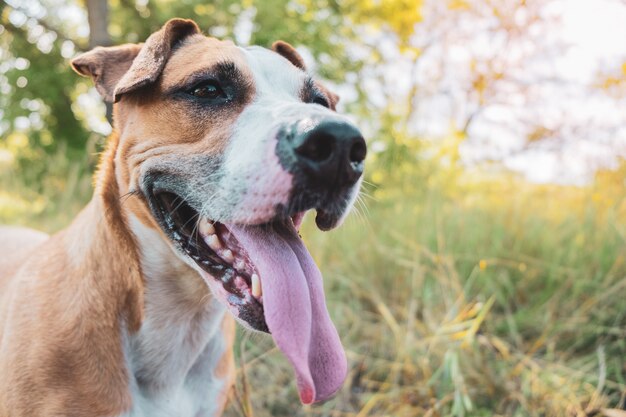 Premium Photo | Happy dog in the nature, portrait. helathy cute ...