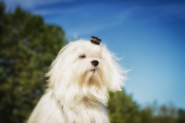 幸せな犬が走っています 白いマルチーズ犬のクローズアップ かわいい女性の子犬 プレミアム写真