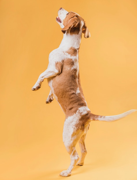 Happy dog standing on hind legs Photo | Free Download