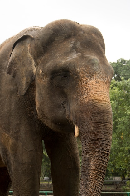 Premium Photo | Happy indonesia elephant in compound cage