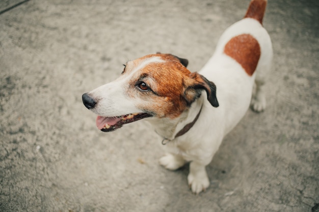 Premium Photo | Happy little dog white and brown color with collar.