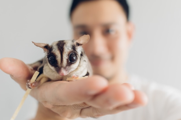 happy sugar glider