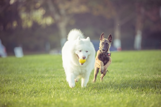 Happy pet dogs playing on grass Free Photo