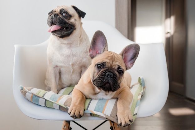 幸せなペットのパグ犬とカメラを見て椅子に座っているフレンチブルドッグ 犬は台所で食べ物を待っています プレミアム写真