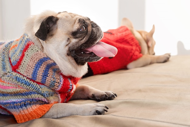 pug sweaters for dogs