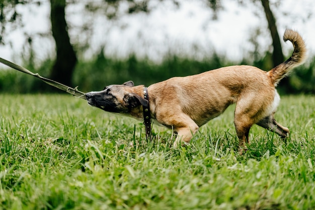 Premium Photo | Happy playful frisky puppy enjoying freedom at nature